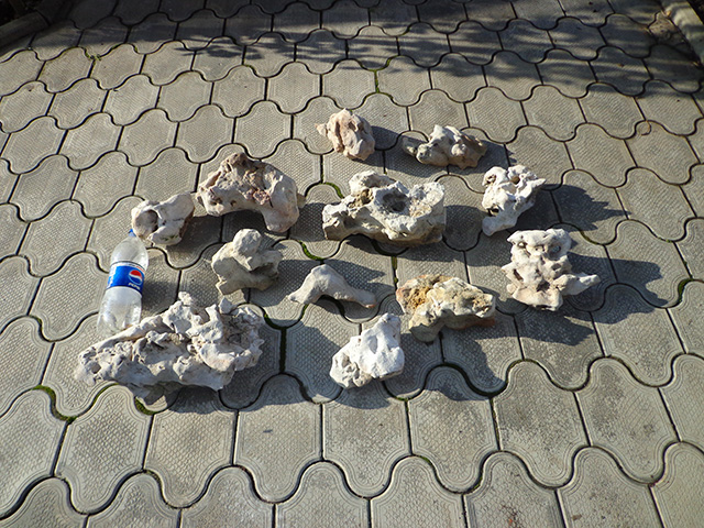 Песчаник корявый