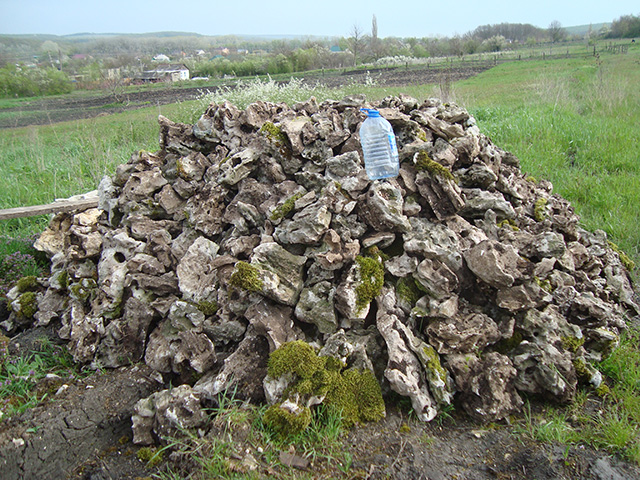 Песчаник корявый