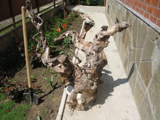 Коряга крупная