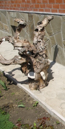 Корни деревьев