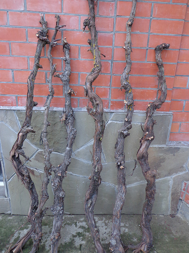 Лоза виноградная нечищенная