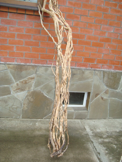 Плющ для декора стен